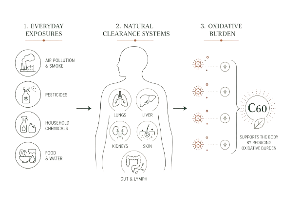Illustration of the body’s natural detoxification and clearance systems
